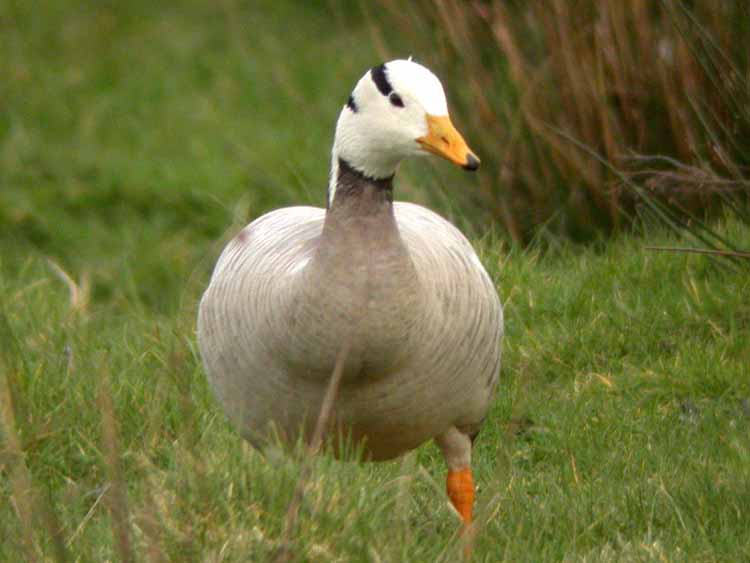 Bar-headed Goose